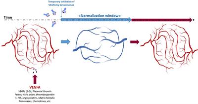 Bevacizumab-Induced Tumor Vasculature Normalization and Sequential Chemotherapy in Colorectal Cancer: An Interesting and Still Open Question